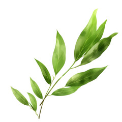 Fototapeta premium Willow leaf on a transparent background, PNG