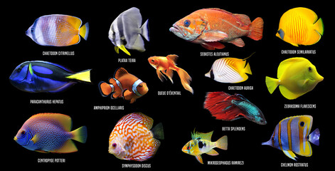 collection de poissons exotiques et colorés avec leur nom en latin sur fond noir
