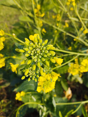 Fresh yellow flowers in the garden 