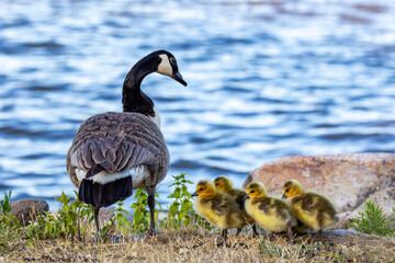 country goose family