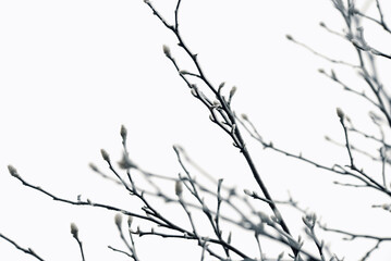 Fototapeta na wymiar Ramo isolato nel cielo bianco invernale 