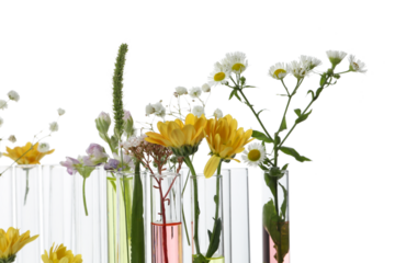 PNG, Test tubes with flowers, isolated on white background