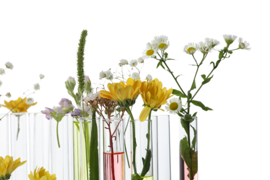 PNG, Test tubes with flowers, isolated on white background