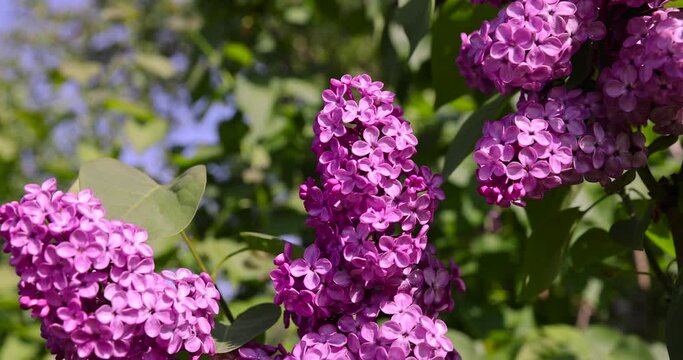 beautiful blooming lilac in spring, lilac flowers in sunny spring weather
