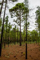 Woods and trees in Gran Canaria Forest