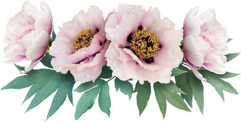 Pink peonies isolated on a transparent background. Png file.  Floral arrangement, bouquet of garden...