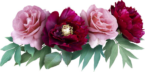 Red peonies and pink roses isolated on a transparent background. Png file.  Floral arrangement, bouquet of garden flowers. Can be used for invitations, greeting, wedding card. - obrazy, fototapety, plakaty