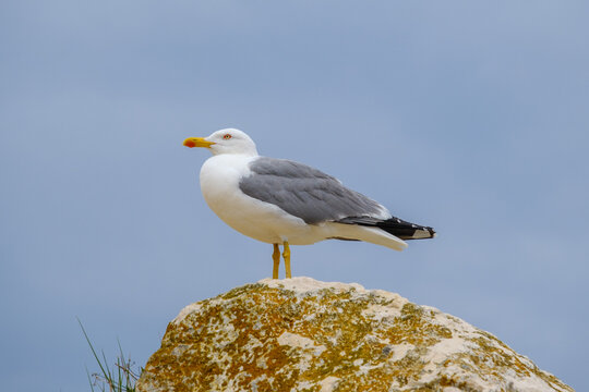 Seagull on a rock beside a sea in Croatia



