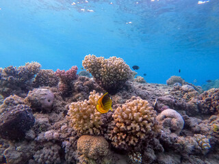 Diagonal butterflyfish (Chaetodon fasciatus) at the Red Sea coral reef..