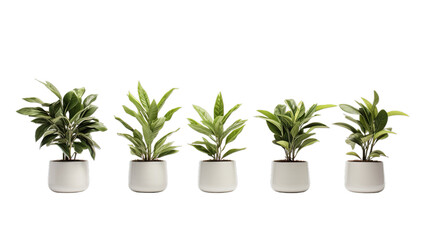 Potted plants  super detail high, Isolated on transparent PNG background, Generative ai
