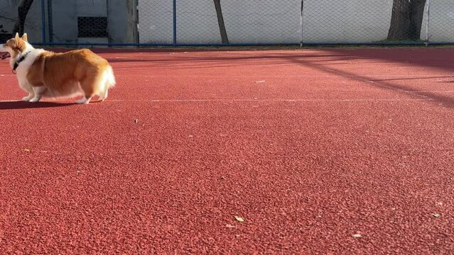 Red-white corgi dog slides backwards through the full length of the frame