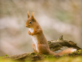Red Squirrel on ground