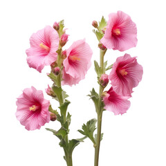 Hollyhock flower isolated on transparent background