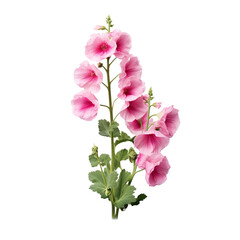 Hollyhock flower isolated on transparent background
