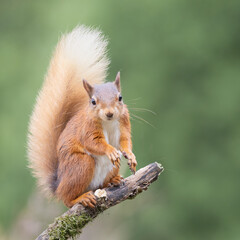Naklejka na ściany i meble Red Squirrel on branch