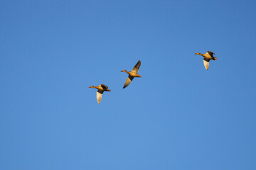three wild ducks in flight in the blue sky.