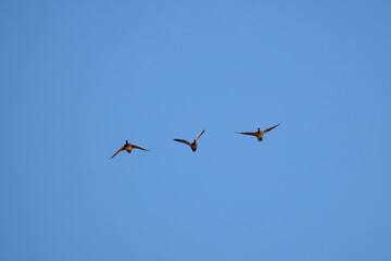 three wild ducks in flight in the blue sky.