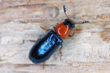 Dermestoides sanguinicollis. A very rare species of beetle in the family Cleridae. Predator found in natural forests.
