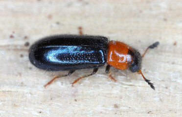 Dermestoides sanguinicollis. A very rare species of beetle in the family Cleridae. Predator found in natural forests.