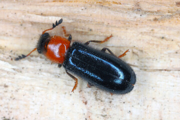 Dermestoides sanguinicollis. A very rare species of beetle in the family Cleridae. Predator found in natural forests.