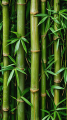 Close up image of a bamboo forest.
