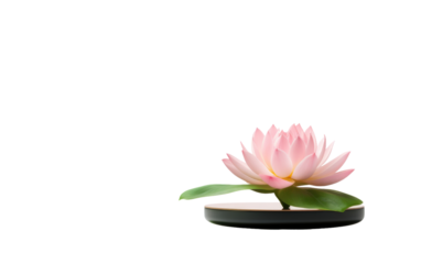 AI Enhances Zen Inspired Spaces with a Levitating Flower on a White or Clear Surface PNG Transparent Background