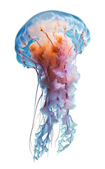 jellyfish on isolated background