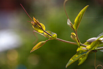 The image is a detailed close-up of a young shoot, tenderly unfurling its leaves towards the light. The green leaves, with their vibrant veins and emerging tips, indicate new growth and the start of a