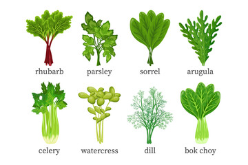 Set of green vegetables, herbs. Celery, watercress, dill, parsley, bok choy, rhubarb, arugula, sorrel. Food illustration, vector - obrazy, fototapety, plakaty