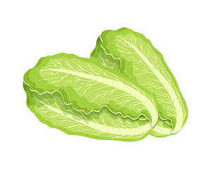 Fresh green chinese cabbage, bok choy, petsai or lettuce, food. Botanical illustration. Vector - obrazy, fototapety, plakaty