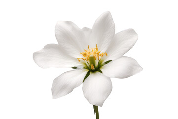 white flower isolated on transparent background - Powered by Adobe