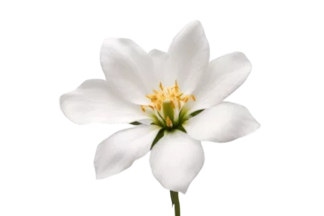 Deurstickers white flower isolated on transparent background © drimerz