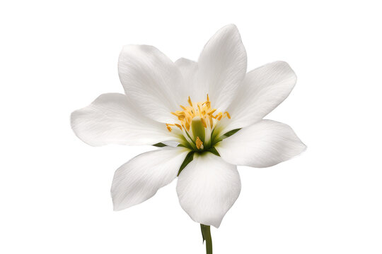 Fototapeta white flower isolated on transparent background