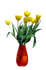 Photo of a bouquet of yelow tulip flower in a vase isolated on transparent background, png file