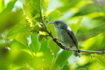 oiseau de la réunion