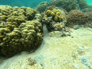 Sierte Pecados, Philippines