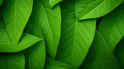 Nature's Tapestry, Close-Up View of Lush Green Leaf Background