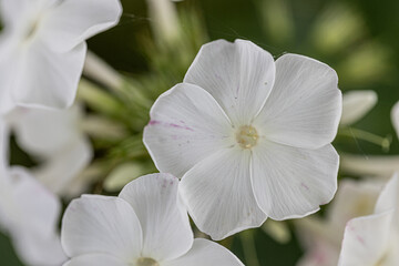 Close-up of a white phlox paniculata flower with white colorations in a garden bed, selctive focus, green blurry background