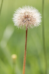 Closed Bud of a dandelion. Dandelion white flowers in green grass.