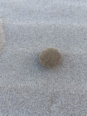 Fototapeta na wymiar Algae Posidonia Oceanica on the beach, Poseidon balls