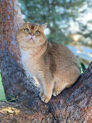 Naklejka na ściany i meble Scottish Kilt Munchkin Cat sitting on a tree