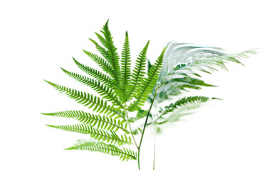 Holographic Augmented Reality Fern, Blurring Boundaries in Technicolor Botanical Splendor on a White or Clear Surface PNG Transparent Background