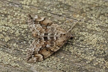 Closeup on the Spruce carpet, Thera variata , with spread wings on wood