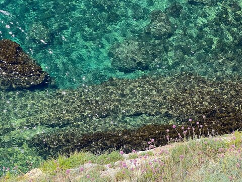Sea coast with wild flowers allium onion and grass