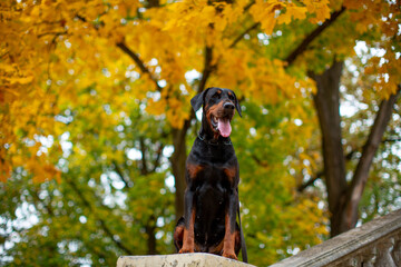 Portrait of a Dobermann Pinscher sitting on old prelils against the background of yellow foliage in...