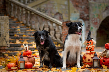 A pair of black and white Border Collies in pumpkins decorated for Halloween against a background...