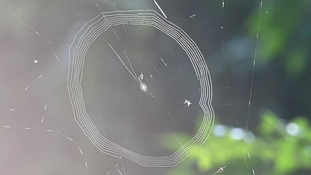 Sun spider building itself a web in Kaziranga national park