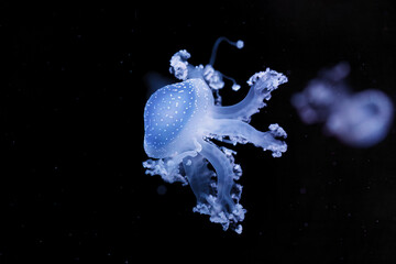 Obraz na płótnie Canvas underwater shot of a beautiful Australian Spotted Jellyfish