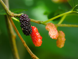 Different colors of blackberries on tree