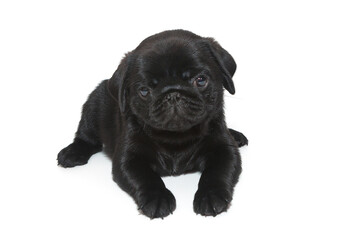Black pug puppy  lies.